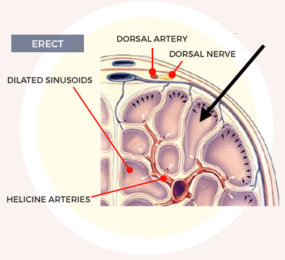 How To Work Blood Flow After
