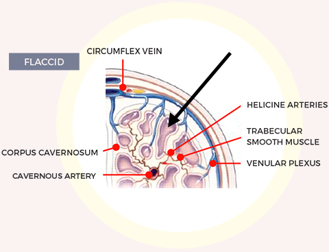 How To Work Blood Flow Before