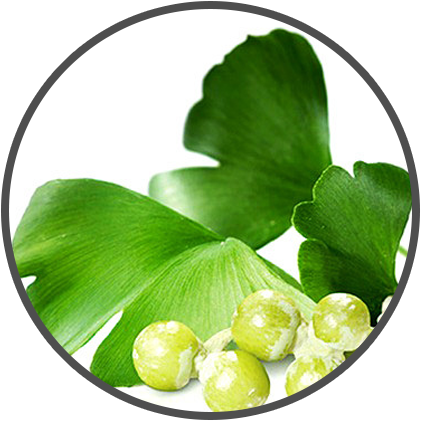 gingko